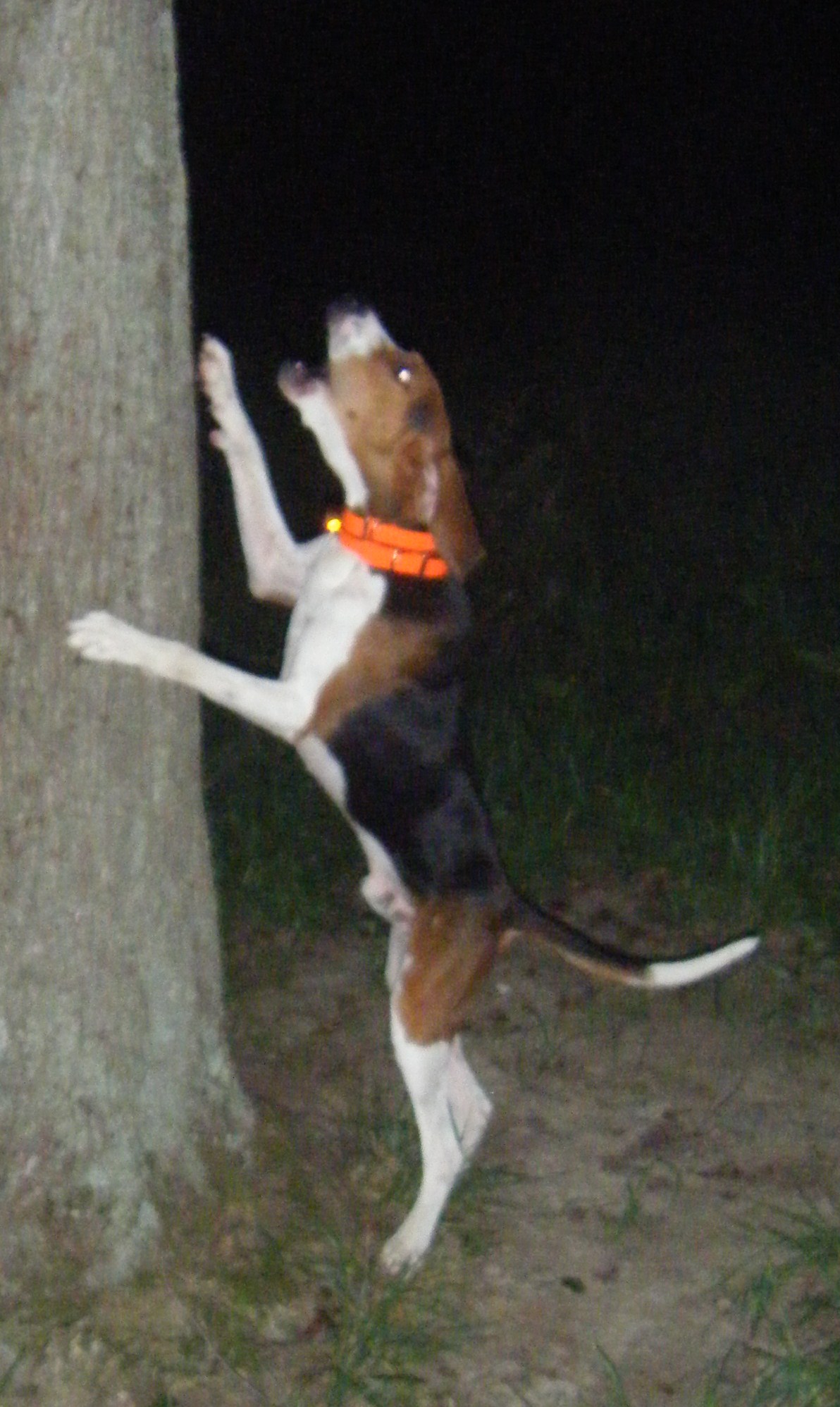 budtreed.jpg