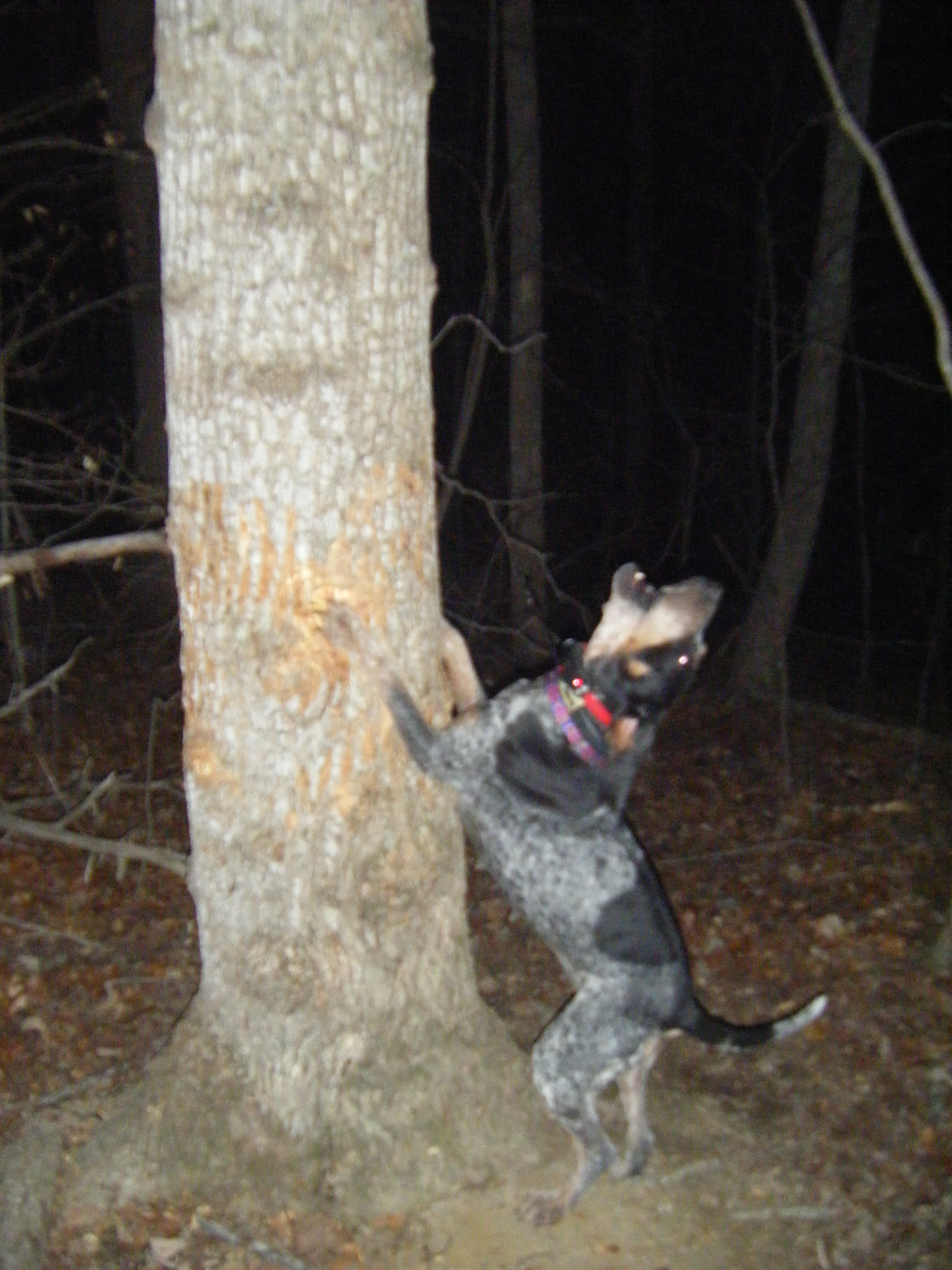 dasytreed.jpg