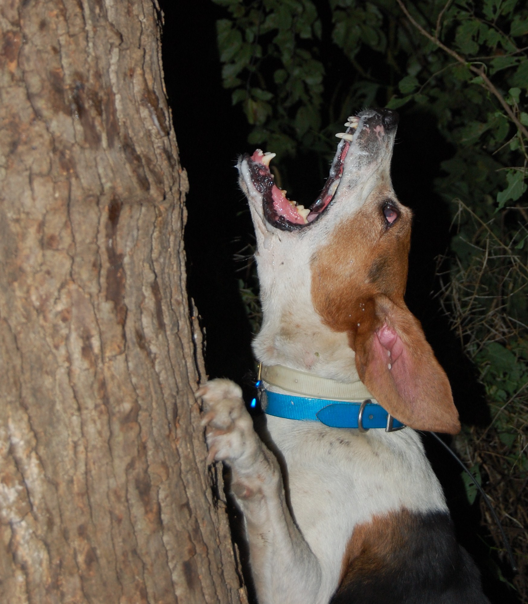 petetreed2.jpg
