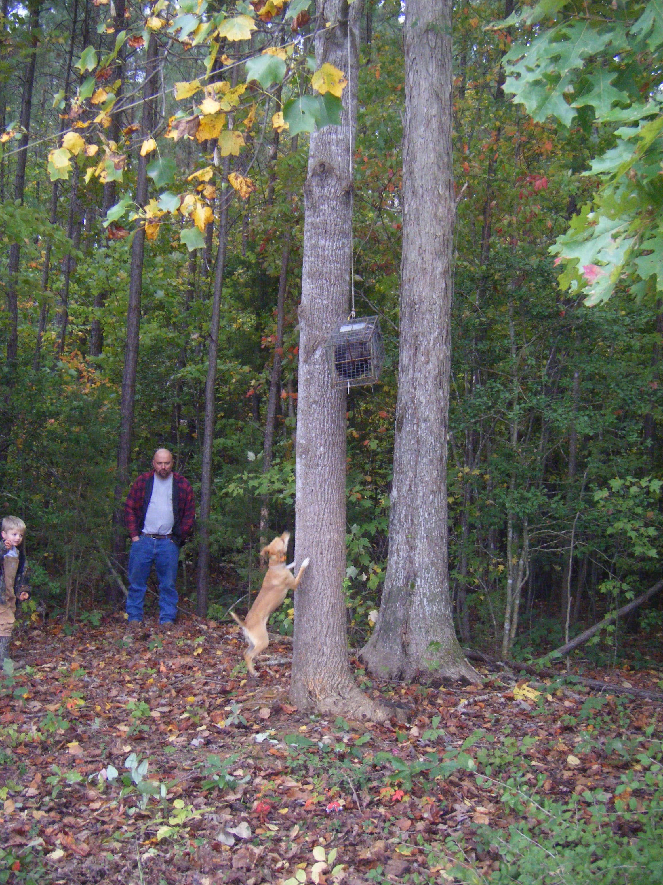tree.jpg