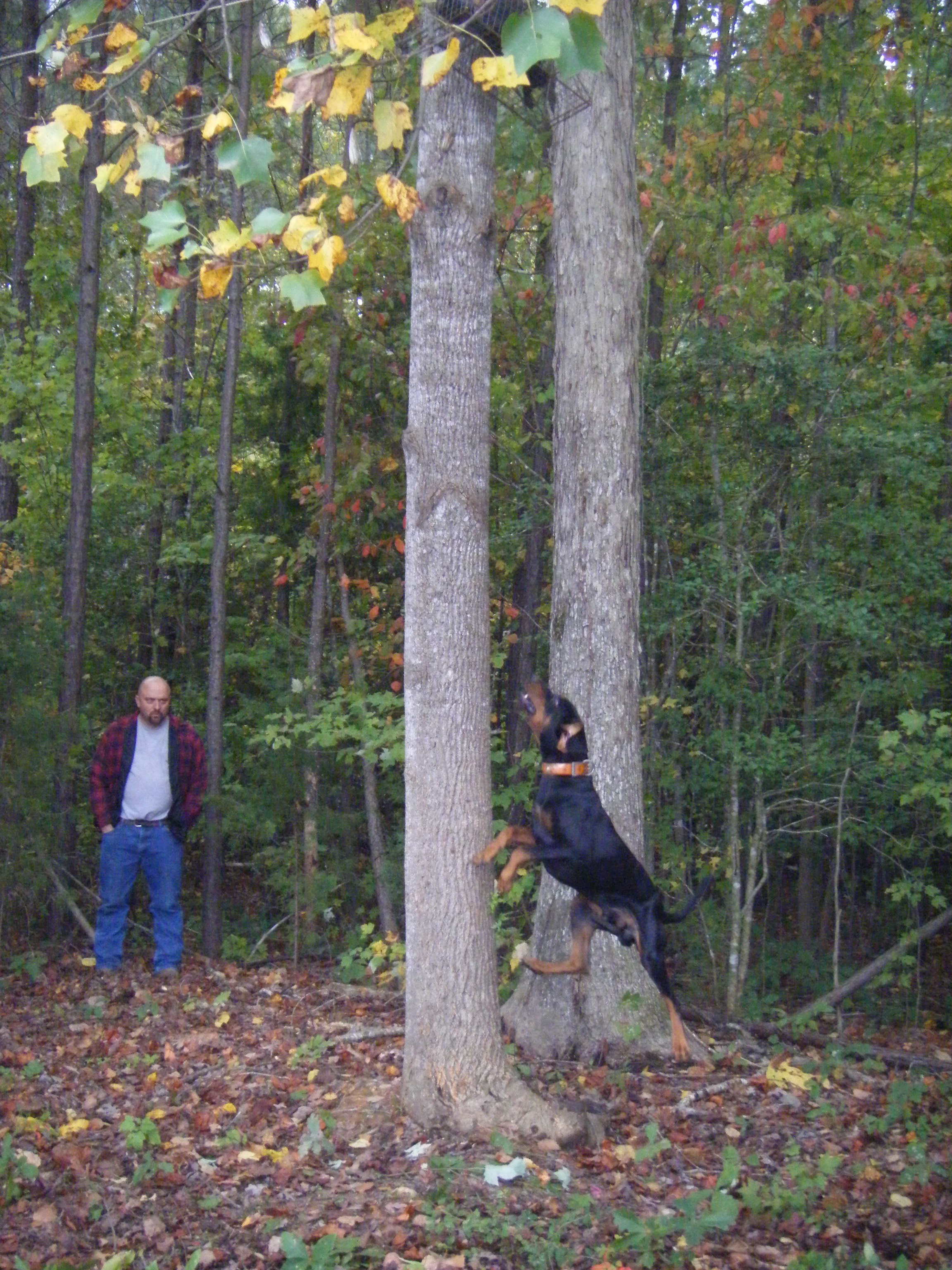 tree3.jpg