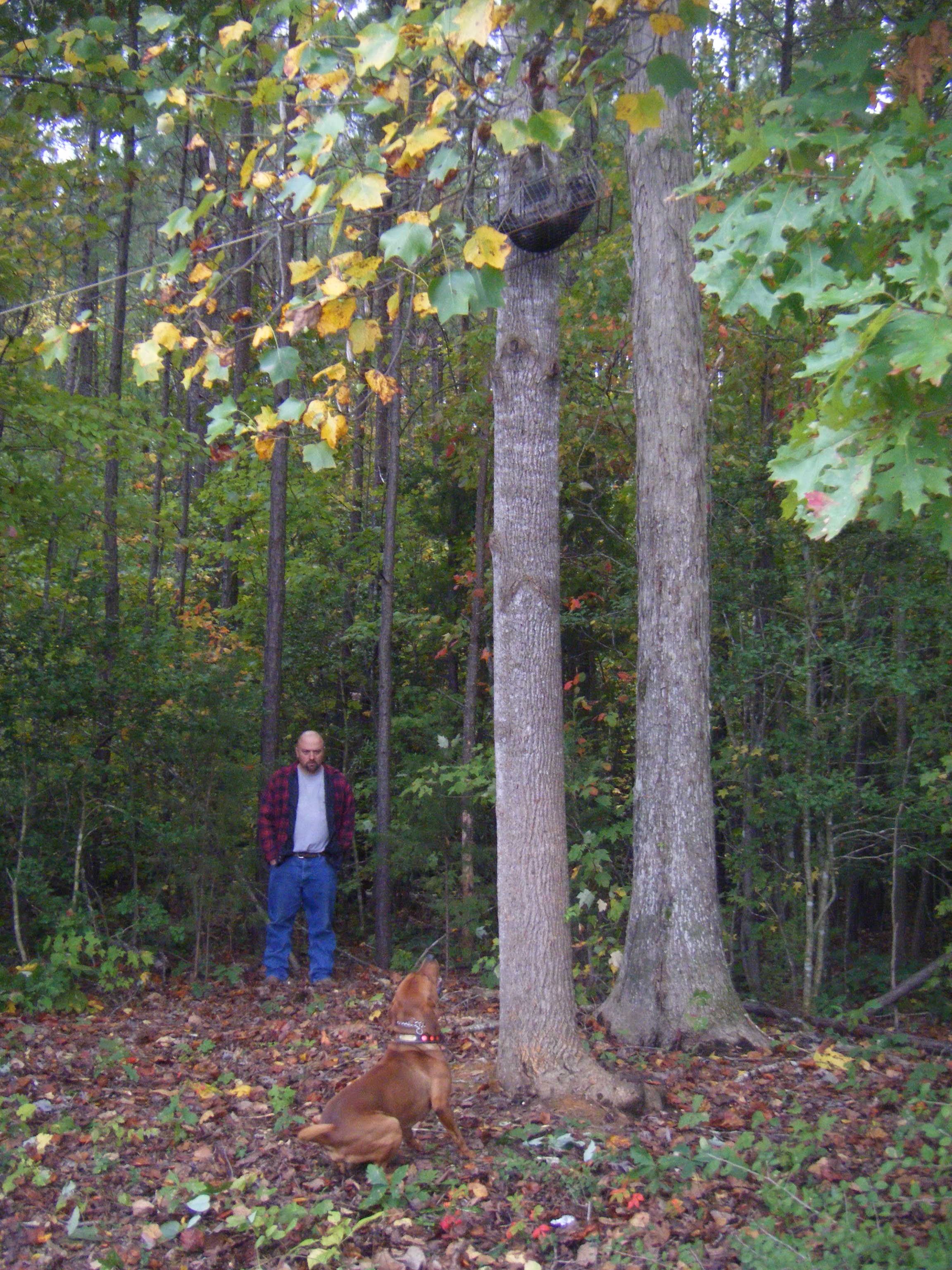 tree4.jpg