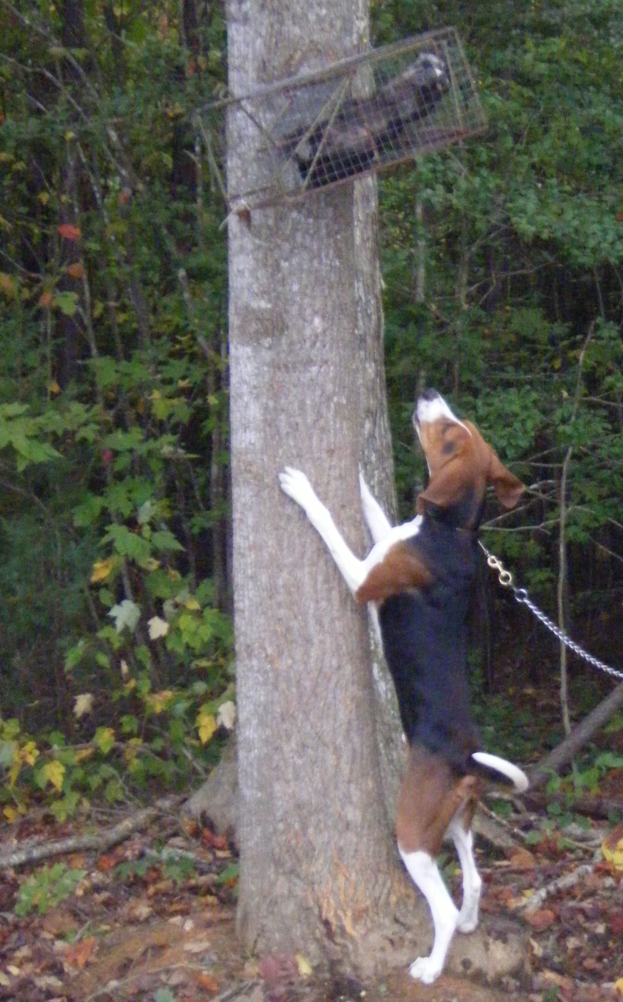 tree6.jpg